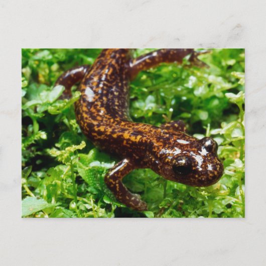 Hakone Salamander Postkarte (Vorderseite)