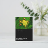 Halb&Halb Foto 036 - Hypericum Androsaemum Visitenkarte (Stehend Vorderseite)