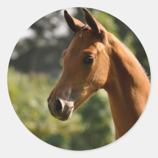 Halbarabische Bässe in der Sonne. Runder Aufkleber