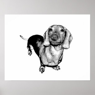 Halbdunkel-Weiß-Foto Dachsund-Dackel Poster