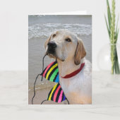 Halbgeburt Labrador Retriever mit Bikini Karte (Vorderseite)