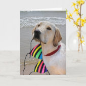 Halbgeburt Labrador Retriever mit Bikini Karte (Gelbe Blume)