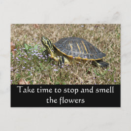 Halbinsel Turtle Postkarte