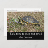 Halbinsel Turtle Postkarte (Vorne/Hinten)