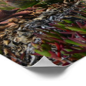 Halbmond Bay & Aloe Vera Private Beach Poster (Ecke)