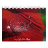 Halbmond Betta Kalender 2013 durch Karen-Mac Auley (Titelbild)