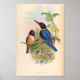 Halcyon Atricapillus Kingfisher Vintage Vögel Poster