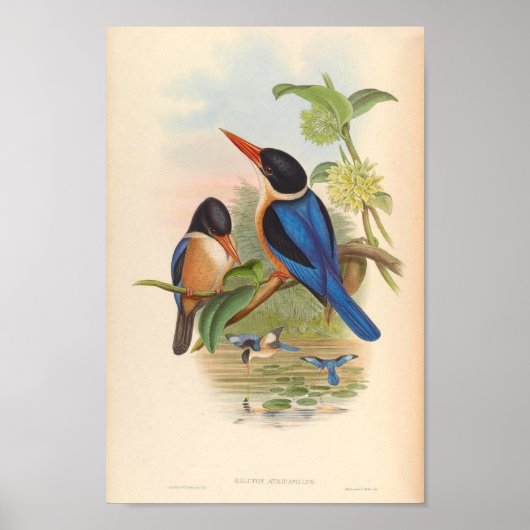 Halcyon Atricapillus Kingfisher Vintage Vögel Poster (Vorne)