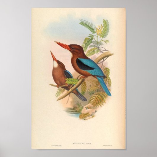 Halcyon Cularis Kingfisher Vintage Vögel Poster (Vorne)