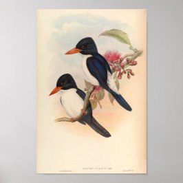 Halcyon Fulcidus Kingfisher Vintage Vögel Poster