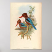 Halcyon Fusca White Throated Kingfisher Poster (Vorne)