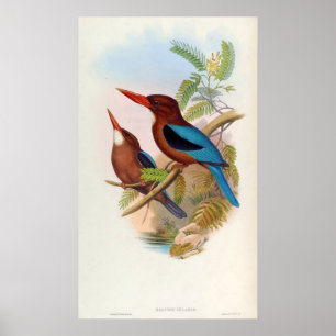 Halcyon Gularis (Kingfisher mit weißer Kehle) Poster
