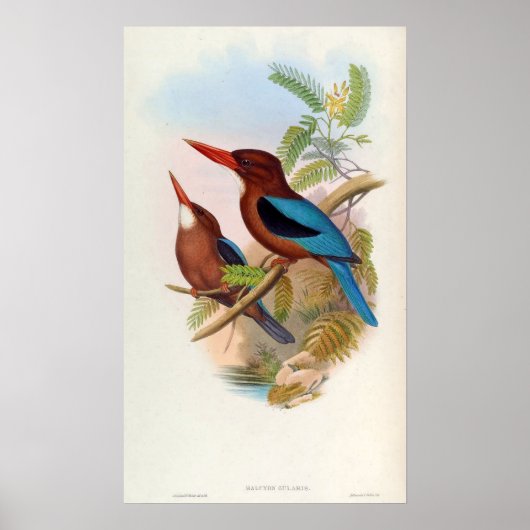 Halcyon Gularis (Kingfisher mit weißer Kehle) Poster (Vorne)