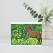 Half-Arabian-Colt Postkarte (Stehend Vorderseite)