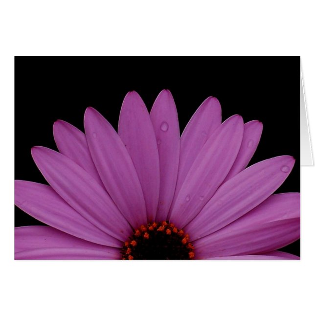 Half Daisy (Vorderseite (Horizontal))