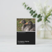 Half&Half-Foto 0240 - Grauhaie Visitenkarte (Stehend Vorderseite)