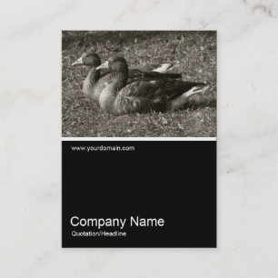 Half&Half-Foto 0243 - Graugänse Visitenkarte