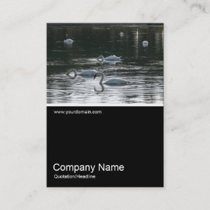 Half&Half Foto 0257 - Schwäne Visitenkarte