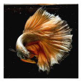 Halfmoon Betta Fish Fotodruck (Vorne)