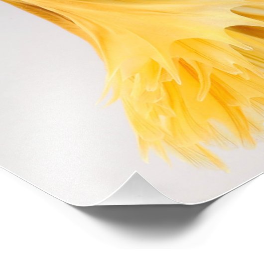 Halfmoon Betta Fish Fotodruck (Ecke)