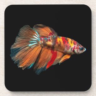 Halfmoon Betta Fish Getränkeuntersetzer