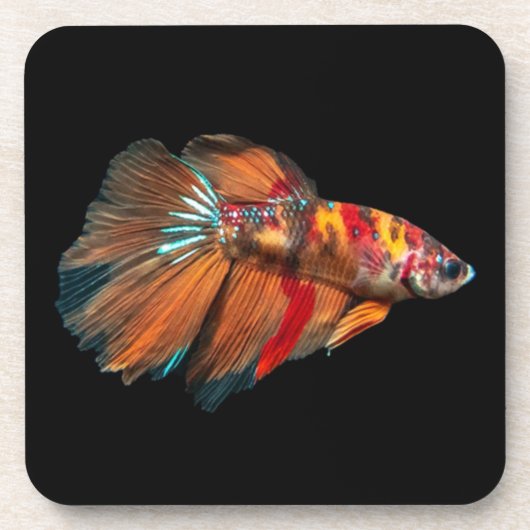 Halfmoon Betta Fish Getränkeuntersetzer (Vorderseite)