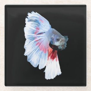 Halfmoon Betta Fish Glasuntersetzer