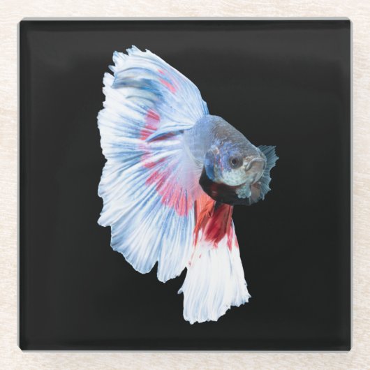 Halfmoon Betta Fish Glasuntersetzer (Vorderseite)