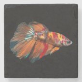 Halfmoon Betta Fish Steinuntersetzer (Vorderseite)