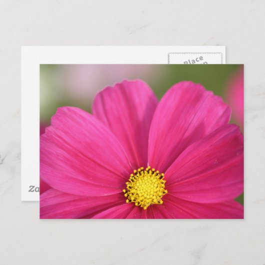 Hälfte Schönheits- Postkarte (Vorne/Hinten)