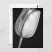 Halftone Tulip Postkarte (Vorne/Hinten)