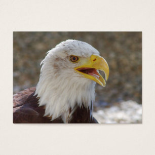 Haliaeetus leucocephalus