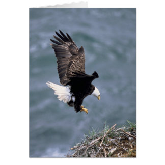 Haliäetus leucocephalus