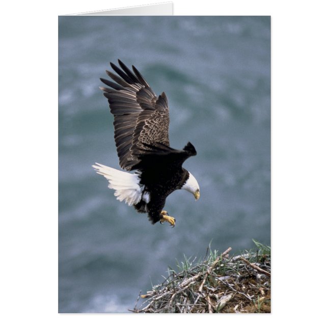 Haliäetus leucocephalus (Vorne)