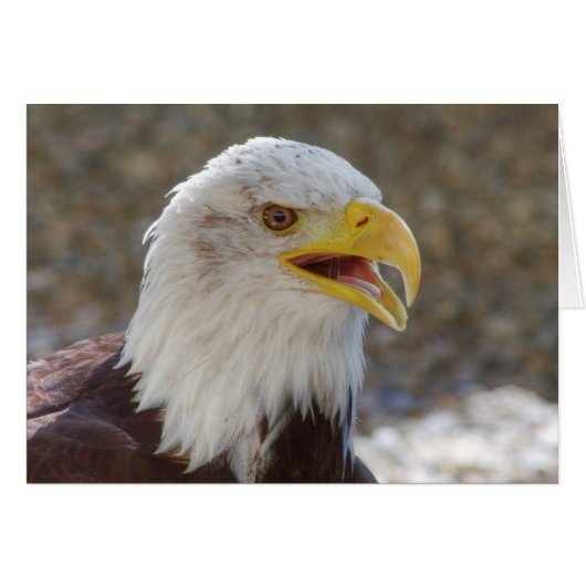 Haliäetus leucocephalus (Vorderseite (Horizontal))