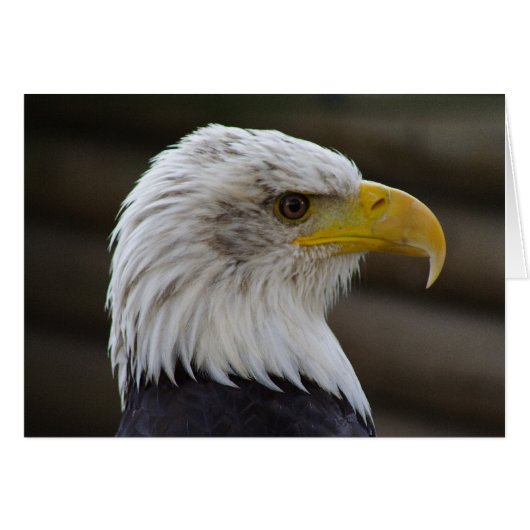 Haliäetus leucocephalus (Vorderseite (Horizontal))