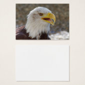 Haliäetus leucocephalus (Vorne & Hinten)