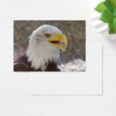 Haliäetus leucocephalus (Schreibtisch)