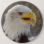 Haliäetus leucocephalus button (Vorderseite)