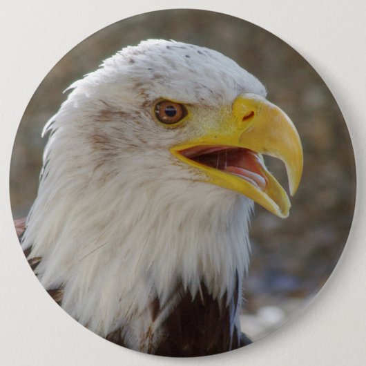 Haliäetus leucocephalus button (Vorderseite)