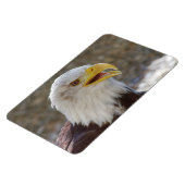 Haliäetus leucocephalus magnet (Linke Seite)