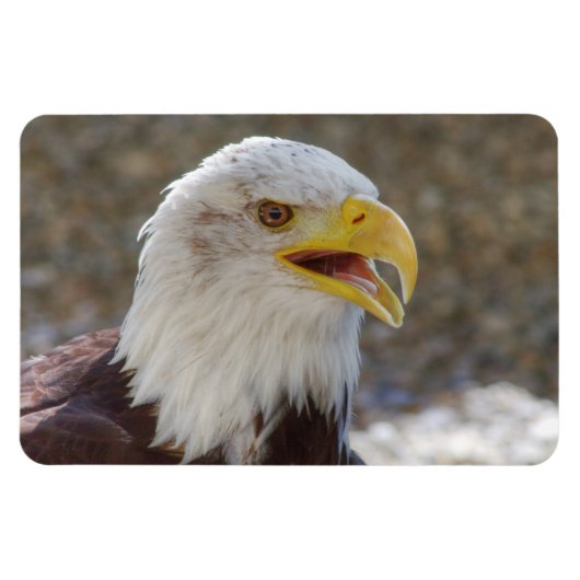 Haliäetus leucocephalus magnet (Horizontal)