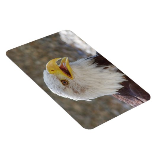 Haliäetus leucocephalus magnet (Rechte Seite)