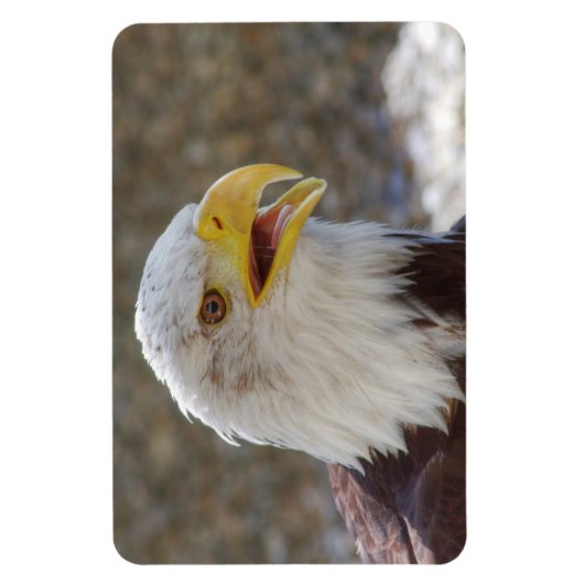 Haliäetus leucocephalus magnet (Vertikal)