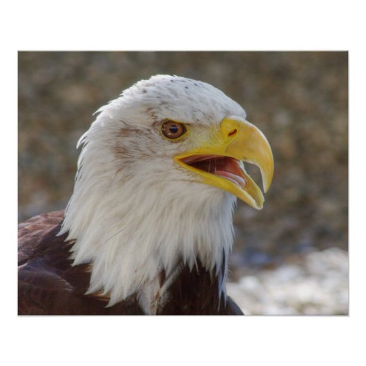 Haliäetus leucocephalus poster (Vorderseite)