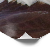 Haliäetus leucocephalus poster (Ecke)