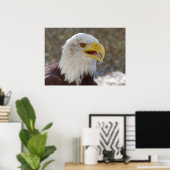 Haliäetus leucocephalus poster (Heimbüro)