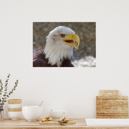 Haliäetus leucocephalus poster (Küche)