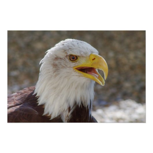 Haliäetus leucocephalus poster (Vorderseite)
