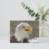 Haliäetus leucocephalus postkarte (Stehend Vorderseite)